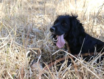 Close-up of dog sitting on field