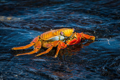 Close-up of crab at beach