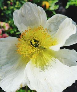 Close-up of white flower blooming outdoors
