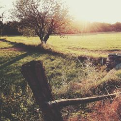 Sun shining through trees on field