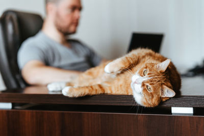 Red cat lays on the computer desk while man is using laptop. freelancer working from home.