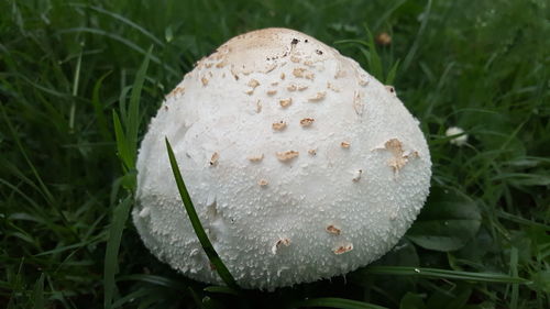 Close-up of mushrooms growing on field