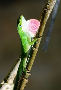 Close-up of a lizard