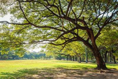 Trees in park