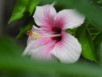 Close-up of pink hibiscus flower