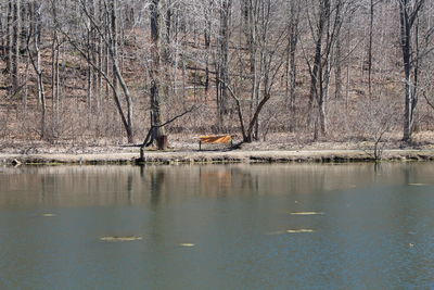 Reflection of trees in lake