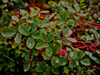 High angle view of leaves on plant