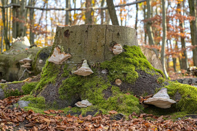 Moss growing on rock in forest