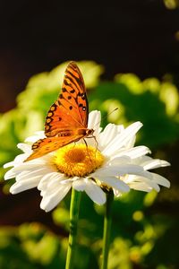 Close-up of butterfly pollinating on flower