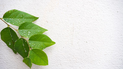 Close-up of wet leaves against wall