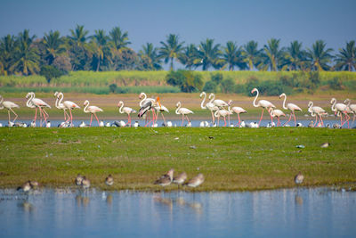 Flock of birds in a lake