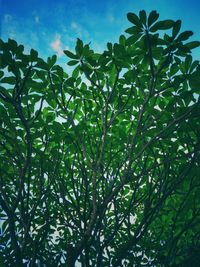 Low angle view of tree against sky