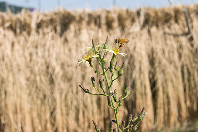 Close-up of flowers growing in field