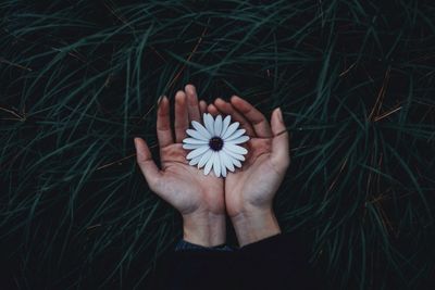 Cropped image of hand holding flower on grass