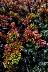 Close-up of flowering plants