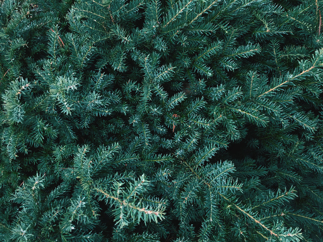 backgrounds, green, full frame, no people, tree, leaf, pattern, plant, close-up, nature, reef, spruce, christmas tree, textured, fir, branch, frost, growth