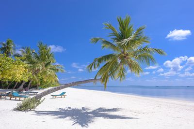 Palm trees on beach against sky