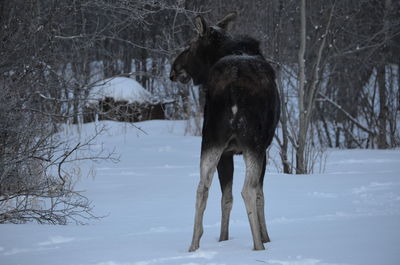 Horse on snow covered field