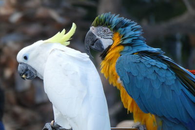 Close up of two birds