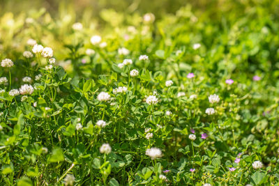 Close-up of white flowering plants on field