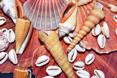 Full frame shot of seafood