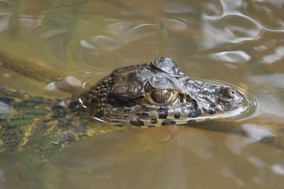 Close-up of turtle swimming in water