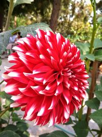 Close-up of red flower blooming outdoors