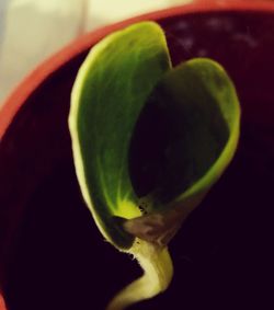 Close-up of green flower