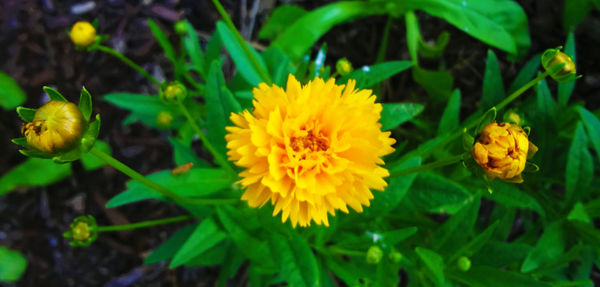 Close-up of yellow flower
