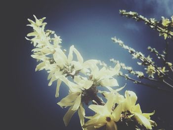 Close-up of white flowers