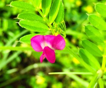 Close-up of pink flowers