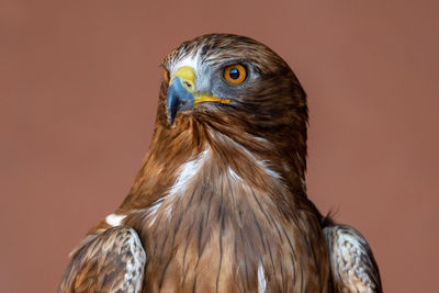 Close-up of eagle against gray background