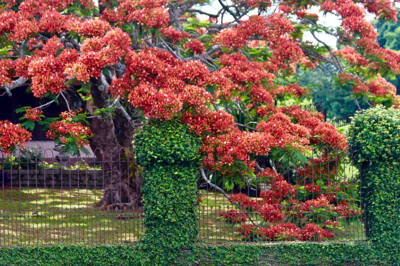 RED FLOWERS ON BUSH IN PARK