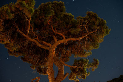 Trees against sky at night