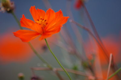 Close-up of orange flowering plant