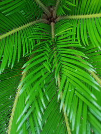 Full frame shot of palm leaves