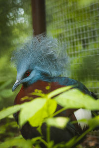 Close-up on the eye and blue part of the head with a tuft from chubby scheepmaker's crowned pigeon