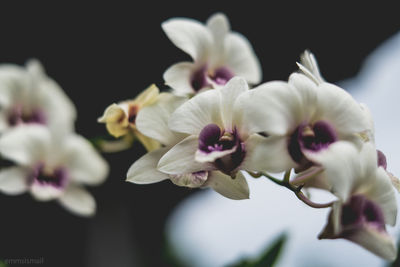 Close-up of white flowers