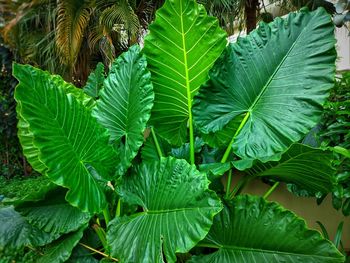 Full frame shot of fresh green leaves