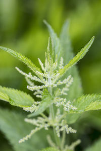 Close-up of fresh green leaves