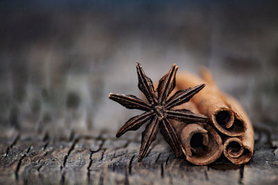 Close-up of dried plant on table