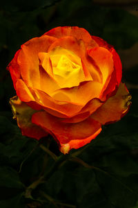 Close-up of red rose