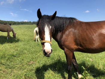 Horses in a field
