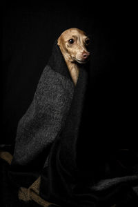 Close-up of a dog over black background