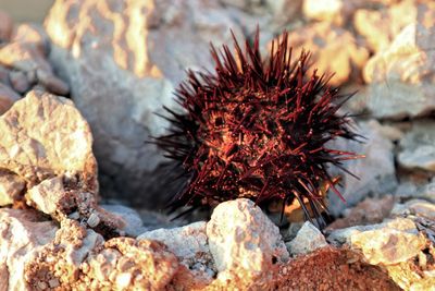 Close-up of dead plant on rock