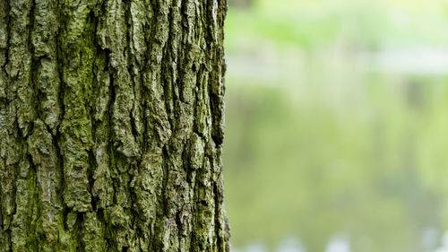 Close-up of tree trunk