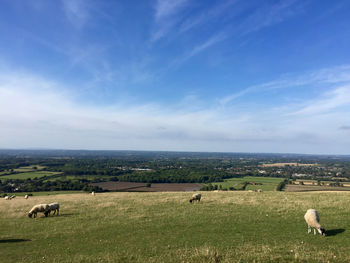 Sheep grazing in a field