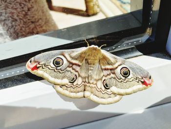 Close-up of fish on table