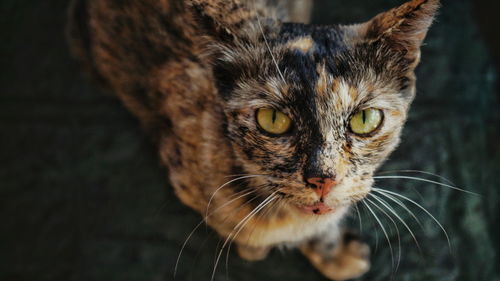 Close-up portrait of cat