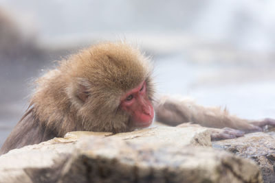 Japanese snow monkey in hot spring